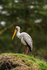 Yellow-billed stork (Mycteria ibis) stood on grass mound, lake Naivasha, Kenya