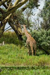 A Masai or Maasai giraffe (Giraffa camelopardalis tippelskirchii) standing in foliage, Crescent Island, Lake Naivasha, Kenya