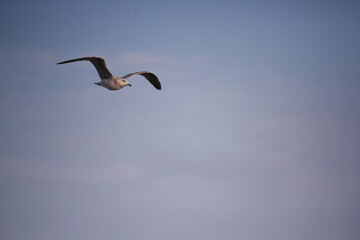 gaviota joven volando contra el cielo claro