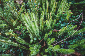 Beautiful green moss on the floor, moss closeup,
