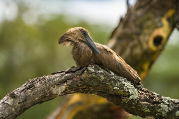 Hammerkop (Scopus umbretta) resting on tree branch, lake Naivasha, Kenya, East Africa