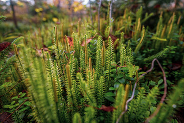 Beautiful green moss on the floor, moss closeup,