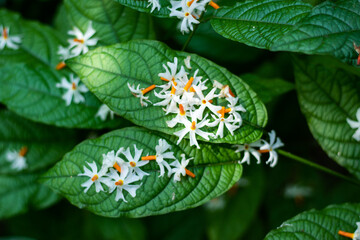 Wonderful Shiuli or Night-flowering Parijat or hengra bubar