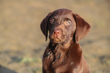 S&uuml;&szlig;er Brauner Labrador Welpe in der Sonne