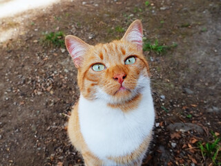 Portrait of a ginger cat with a white breast and green eyes sitting on the ground outdoors
