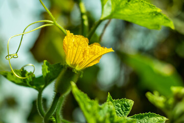 Yellow ash pumpkin flower and or winter melon or tallow gourd