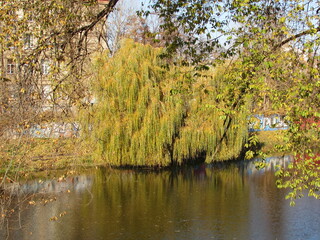 autumn time
tree
  river
reflection