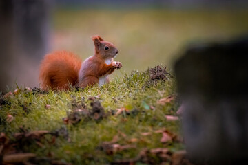 Eichhörnchen im Gras, Wiener Zentralfriedhof, Wien, Österreich