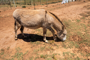 Fototapeta premium brown donkey in a field