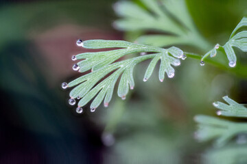 Gotas de rocío en una planta. 