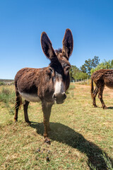 brown donkey in a field