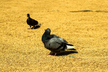 Two pigeon stand on rice and eating rice and looking