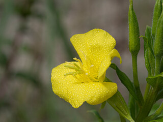 Żółty kwiat polny na letniej łące