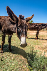 brown donkey in a field
