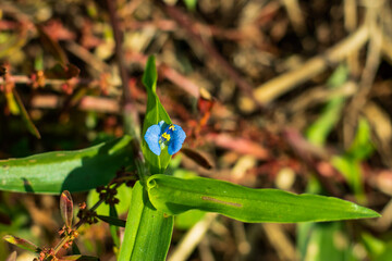 The super tiny bright blue beautiful grass flower in the home