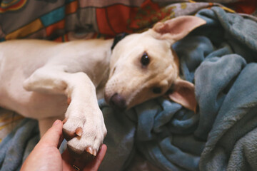 person holding a dog
