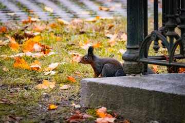 Eichhörnchen bei einem Grab, Wiener Zentralfriedhof, Wien, Österreich