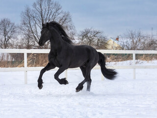 The black Frisian mare gallops freely in the levada on the farm