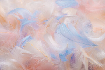 Colorful feather background, top view.