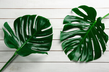 Beautiful monstera leaves on white wooden background, flat lay. Tropical plant