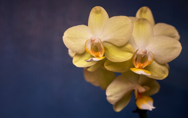 Fototapeta na wymiar Beautiful close-up greenish-yellow orchid flowers on blue background with shallow depth of field