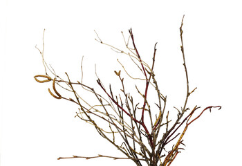 Bouquet of dry twigs isolated on white
