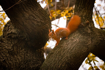 Eichhörnchen auf einem Baum, Wiener Zentralfriedhof, Wien, Österreich