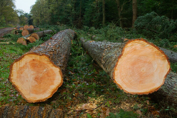 Felled Douglas fir tree, clear annual rings in the cross section