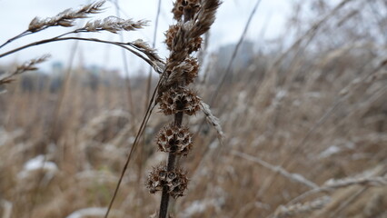 The plant is withered
