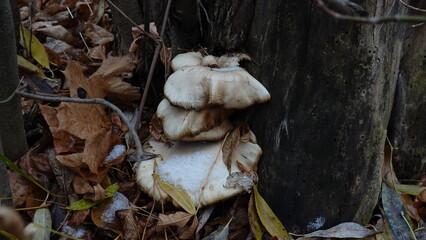 Mushrooms