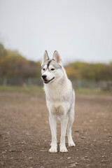 Beautiful shot of a husky dog outside