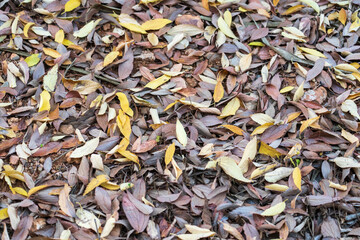 background of dried leaves