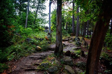 Fototapeta premium path in the forest