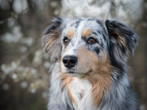 australian shepperd and spring