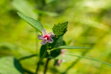 Pink red color very small nice grass flower