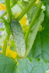 Mature cucumbers in the greenhouse hanging on a branch