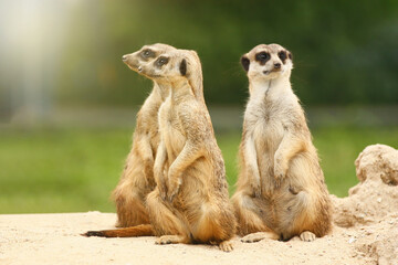 Portrait of group of three standing adorable suricates.