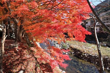 奈良県　天川村龍泉寺の紅葉