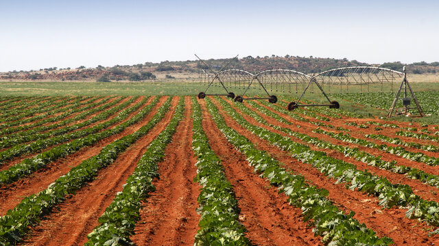 Pumpkin farming, Ventersdorp, Northwest, South Africa. 