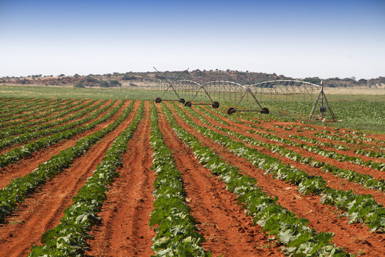 Pumpkin farming, Ventersdorp, Northwest, South Africa. 