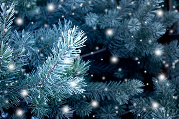 Pine branches covered with snow. Christmas background.