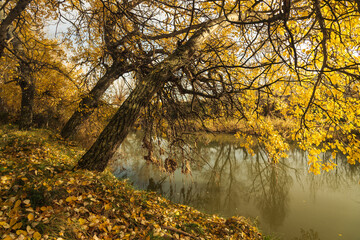 Beautiful nature landscape of trees with the autumn colors in the river bank at sunset