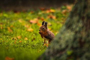 Eichhörnchen isst in der Wiese eine Nuss, Wiener Zentralfriedhof, Wien, Österreich
