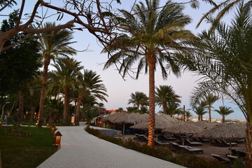 palm trees on the beach
