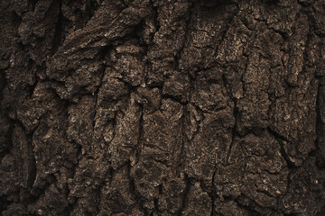 natural texture of tree bark. Abstract background
