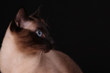 Siam Katze Portrait