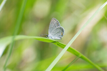 Butterfly 2020-2 / Eastern Tailed Blue Butterfly (Cupido comyntas)