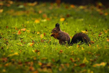 Eichhörnchen isst in der Wiese eine Nuss, Wiener Zentralfriedhof, Wien, Österreich