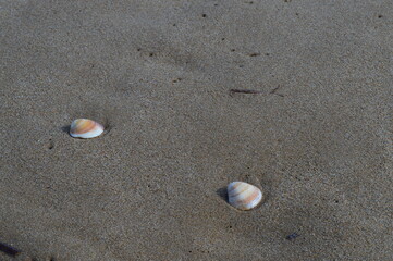 Fototapeta na wymiar Conchas de playa