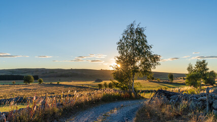 coucher de soleil derrière un boulot au bord d'un chemin